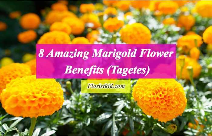 benefits of marigold for skin
