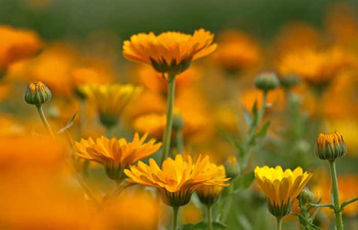 what Is marigold in skincare
